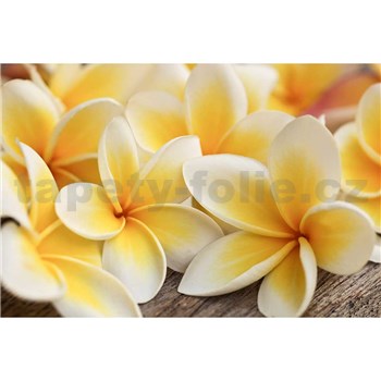 Vliesové fototapety plumeria rozměr 375 cm x 250 cm
