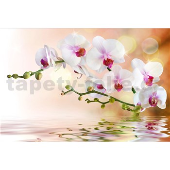 Vliesové fototapety bílá orchidej rozměr 375 cm x 250 cm
