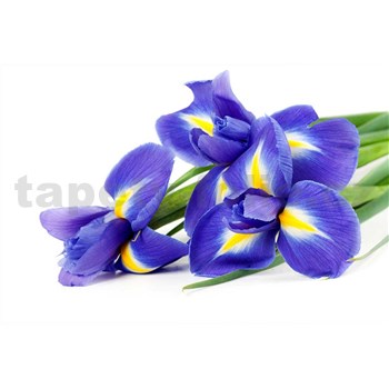 Vliesové fototapety iris rozměr 375 cm x 250 cm