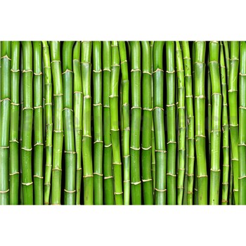 Vliesové fototapety bambus rozměr 375 cm x 250 cm