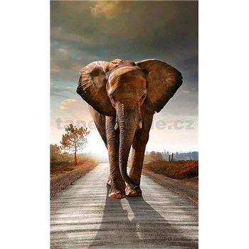 Vliesové fototapety slon rozměr 150 cm x 250 cm