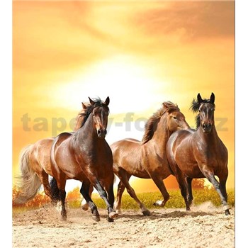 Vliesové fototapety koně při západu slunce rozměr 225 cm x 250 cm - POSLEDNÍ KUSY