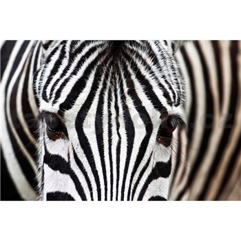 Vliesové fototapety zebra rozměr 375 cm x 250 cm