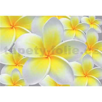 Vliesové fototapety žluté květy Plumeria rozměr 312 cm x 219 cm