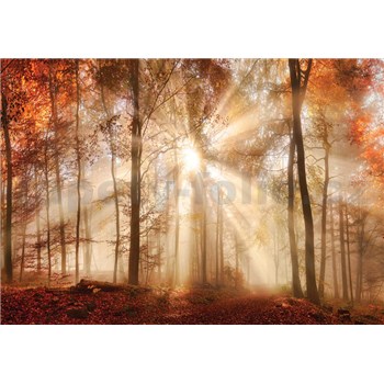 Vliesové fototapety les na podzim rozměr 416 cm x 254 cm