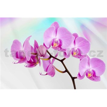 Vliesové fototapety orchidej rozměr 312 cm x 219 cm