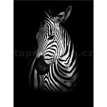 Vliesové fototapety zebra rozměr 184 cm x 254 cm - POSLEDNÍ KUSY