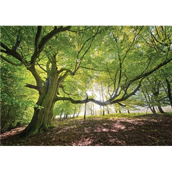 Vliesové fototapety listnatý les rozměr 368 cm x 254 cm