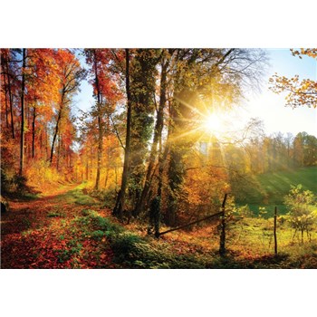 Vliesové fototapety slunce a les rozměr 368 cm x 254 cm