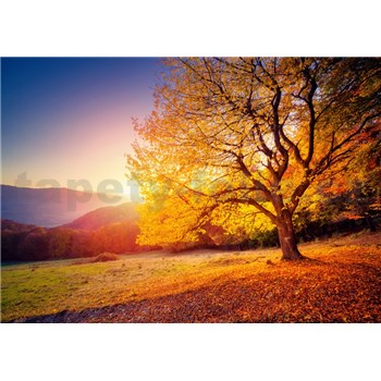 Vliesové fototapety podzimní strom rozměr 368 cm x 254 cm
