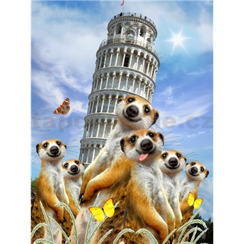 Vliesové fototapety surikaty a Šikmá věž v Pise rozměr 184 cm x 254 cm