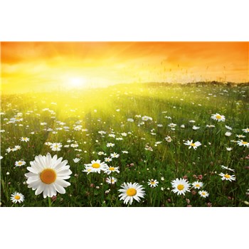 Vliesové fototapety květinové pole při západu slunce rozměr 375 cm x 250 cm