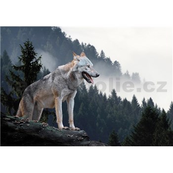 Vliesové fototapety vlk rozměr 368 cm x 254 cm