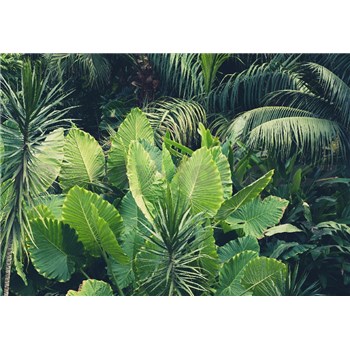 Vliesové fototapety tropické rostliny rozměr 368 cm x 254 cm