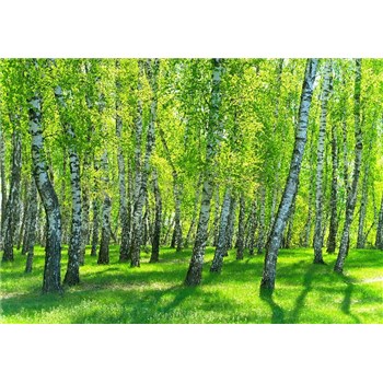 Vliesové fototapety březový les rozměr 368 cm x 254 cm