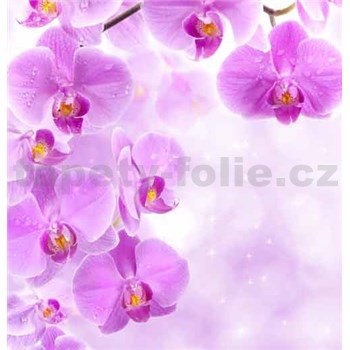 Vliesové fototapety fialová orchidej rozměr 312 cm x 219 cm