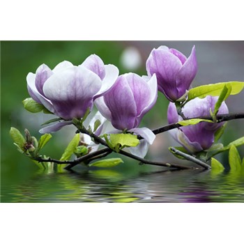 Vliesové fototapety rozkvetlá magnolie rozměr 312 cm x 219 cm