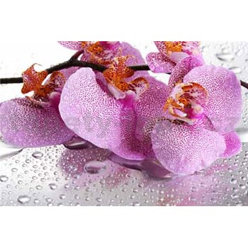 Vliesové fototapety růžová kropenatá orchidej rozměr 312 cm x 219 cm