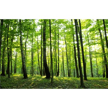 Vliesové fototapety les rozměr 312 cm x 219 cm