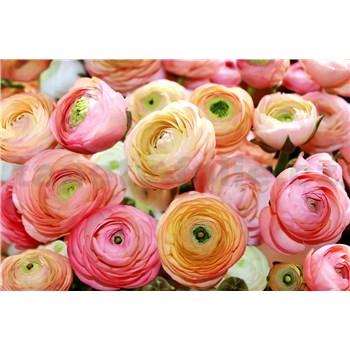 Fototapety květy růže rozměr 368 cm x 254 cm