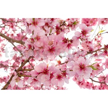 Vliesové fototapety jabloňové květy rozměr 375 cm x 250 cm