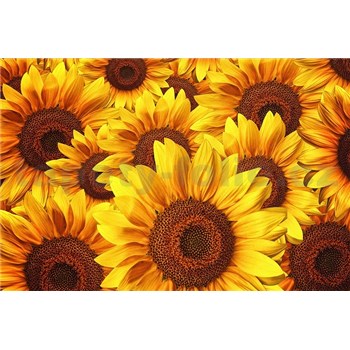 Vliesové fototapety květy slunečnic rozměr 375 cm x 250 cm