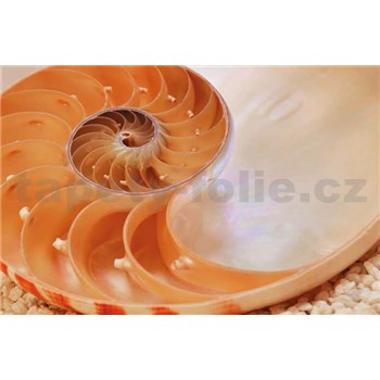 Fototapety National Geographic Nautilus rozměr 184 cm x 127 cm - POSLEDNÍ KUS