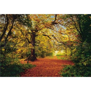 Fototapety Autumn Forest rozměr 388 cm x 270 cm