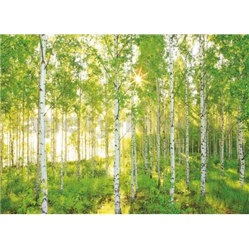 Fototapety les břízy rozměr 368 cm x 254 cm