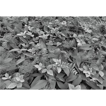 Fototapety lesní flora rozměr 368 cm x 254 cm - POSLEDNÍ KUSY
