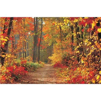 Fototapety les na podzim rozměr 254 cm x 184 cm
