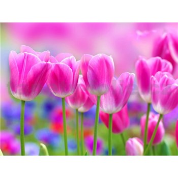 Vliesové fototapety tulipány rozměr 312 cm x 219 cm