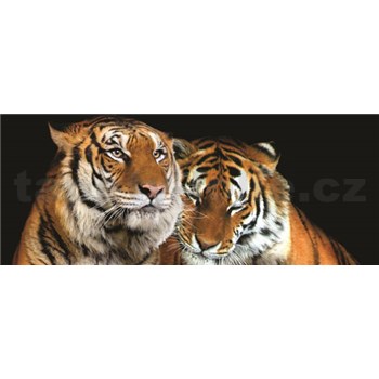 Vliesové fototapety tygři rozměr 250 cm x 104 cm