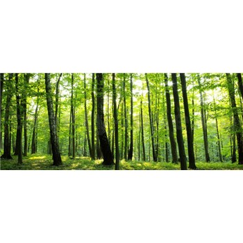 Vliesové fototapety les rozměr 250 cm x 104 cm