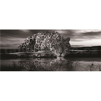 Vliesové fototapety jaguár černobílý rozměr 250 cm x 104 cm