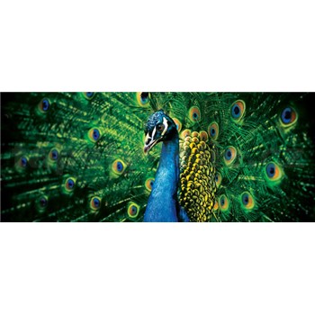 Vliesové fototapety páv rozměr 250 cm x 104 cm