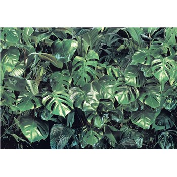 Fototapety zeleň rozměr 368 cm x 254 cm