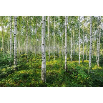 Fototapety březový les rozměr 368 cm x 254 cm