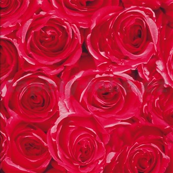 Samolepící tapety růže červené 45 cm x 15 m