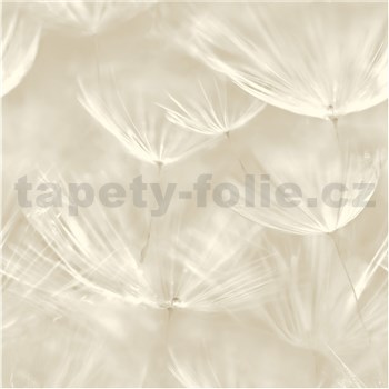 Vliesové tapety na zeď IMPOL pampelišky krémově bílé