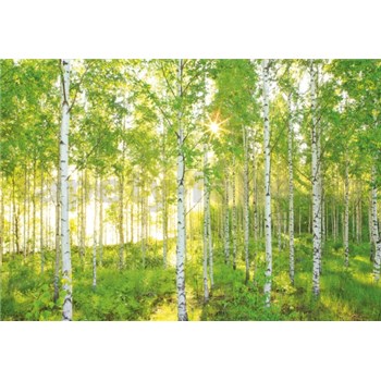 Vliesové fototapety les břízy rozměr 368 cm x 248 cm