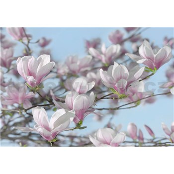 Fototapety magnolie rozměr 368 cm x 254 cm