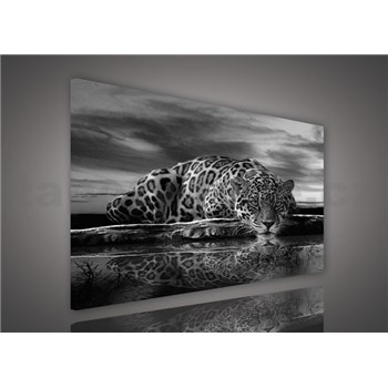 Obraz na plátně jaguár černobílý 100 x 75 cm