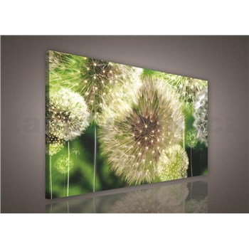 Obraz na plátně pampelišky 75 x 100 cm