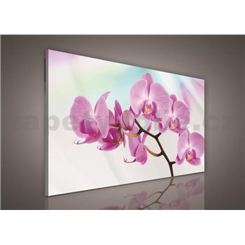 Obraz na plátně orchidej 100 x 75 cm
