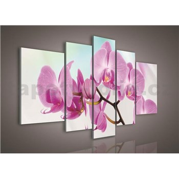 Obraz na plátně orchidej 170 x 100 cm - POSLEDNÍ KUSY