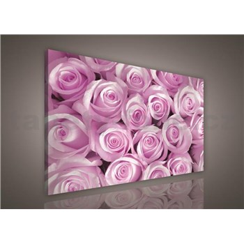 Obraz na plátně růžové růže 75 x 100 cm
