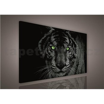 Obraz na plátně tygr zelené oči 75 x 100 cm