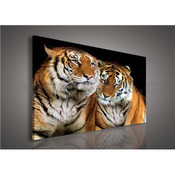 Obraz na plátně tygři 100 x 75 cm