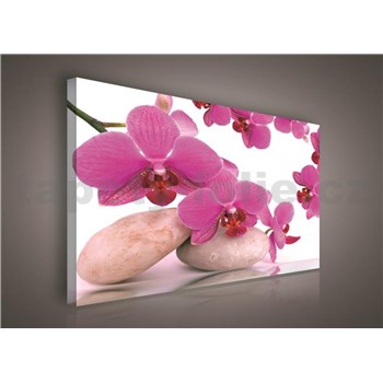 Obraz na plátně orchidej růžová 75 x 100 cm
